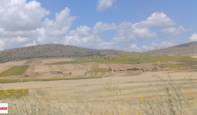 Tokat'ta 25 Kilometrelik Sarı Koridor Karadeniz'de Bozkır Esintisi Yaratıyor