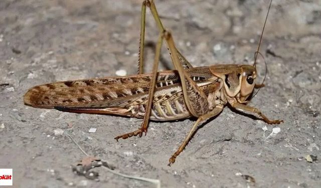 Dev Etçil Çekirgeler Niksar’a Sıçradı Görüntüsü Ve Boyutu Dikkat Çekti