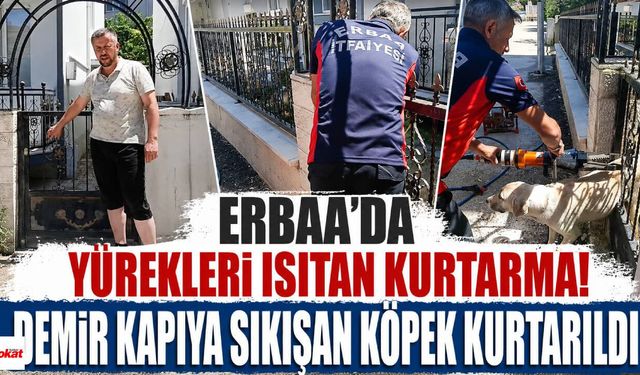 Erbaa'da Yürekleri Isıtan Kurtarma! Demir Kapıya Sıkışan Köpek Kurtarıldı