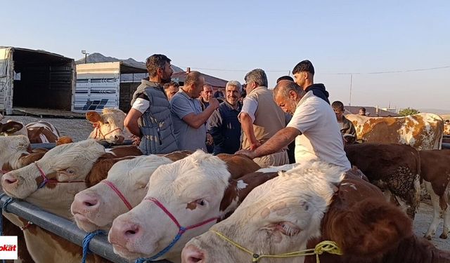 Besiciler Uyardı: Hayvan Alacaklar Acele Etsin! Fiyatlar Dip Seviyede