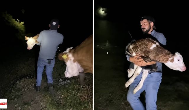 Kaybolan İneği Zil Sesi Buldu, Karanlıkta Doğan Buzağı Büyük Sürpriz Oldu
