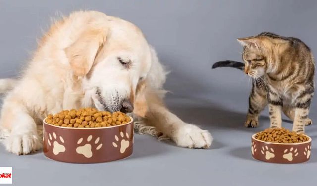 Kedi Köpek Maması Satın Alınacak