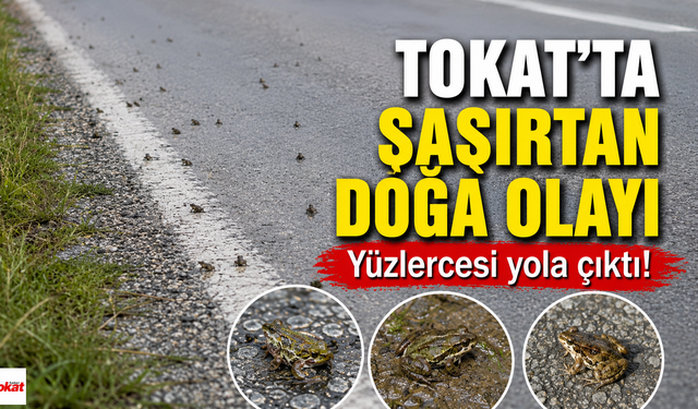 Tokat'ta Şaşırtan Doğa Olayı: Bu Yolda  Yüzlercesi Ortaya Çıktı