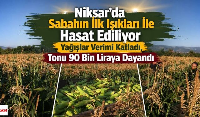 Niksar'da Sabahın İlk Işıkları İle Hasat Ediliyor Yağışlar Verimi Katladı, Tonu 90 Bin Liraya Dayandı