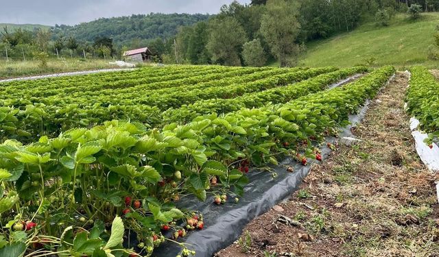 Tokat'ta Ezber Bozuyor 1600 Rakımda Çıkıyor 5 Ay Boyunca Verimi Var Yüksek Getiri Sağlıyor