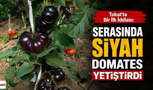 Tokat'ta Bir İlk İddiası: Serasında Siyah Domates Yetiştirdi
