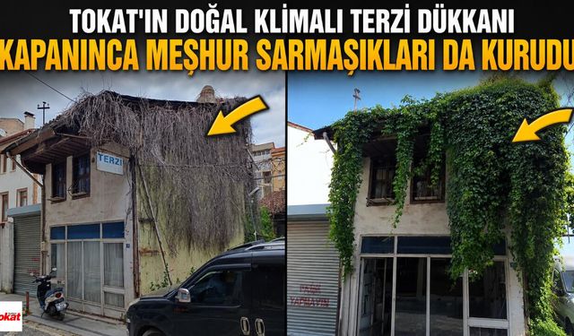 Tokat'ın Doğal Klimalı Terzi Dükkanı Kapanınca Meşhur Sarmaşıkları da Kurudu