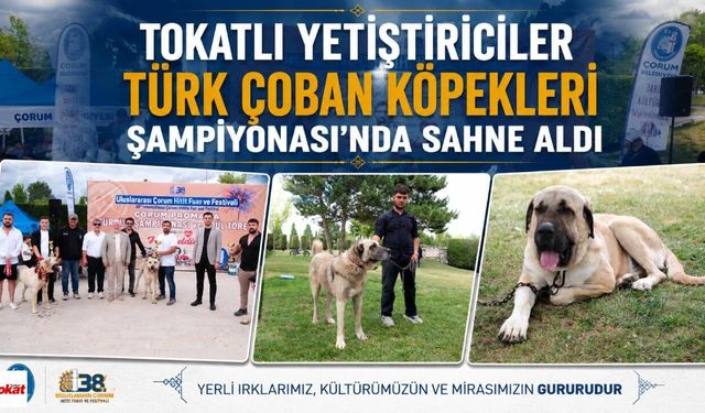 Tokatlı Yetiştiriciler Türk Çoban Köpekleri Şampiyonası'nda Sahne Aldı
