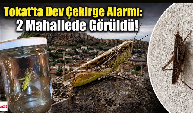 Tokat'ta Dev Çekirge Alarmı: 2 Mahallede Görüldü!