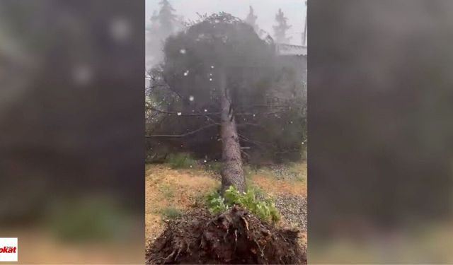 Erbaa'da Fırtına Ortalığı Savaş Alanına Çevirdi! Ağaçlar Devrildi