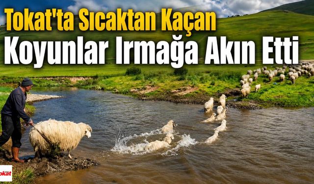Tokat'ta Termometre Yükseldi, Çözüm Irmak Oldu: Koyunlar Böyle Serinledi