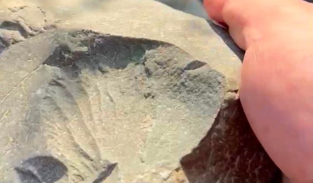 70 milyon yıllık fosil bulundu