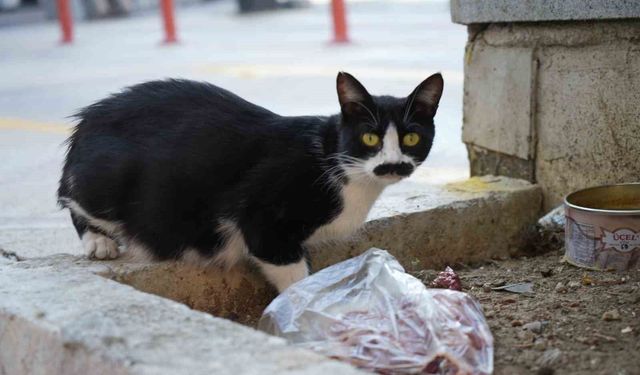 Bıyıklarıyla ünlenen sokak kedisi: 'Pala Remzi'