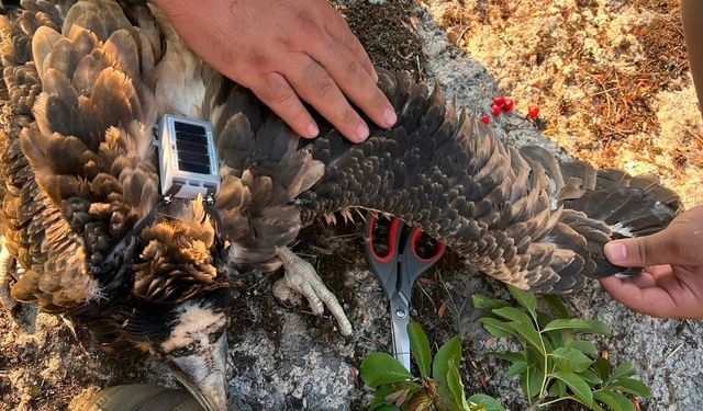 Küçük akbabalara uydu vericisi takıldı