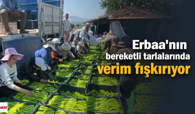 Erbaa’nın bereketli tarlalarında verim fışkırıyor