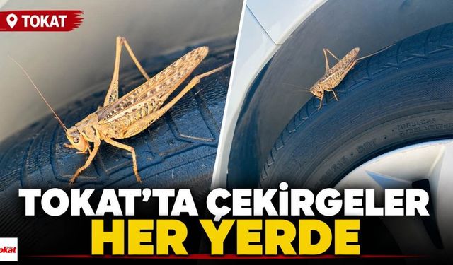 Tokat’ta çekirgeler her yerde: Bu kez otomobilin üzerinde görüntülendi