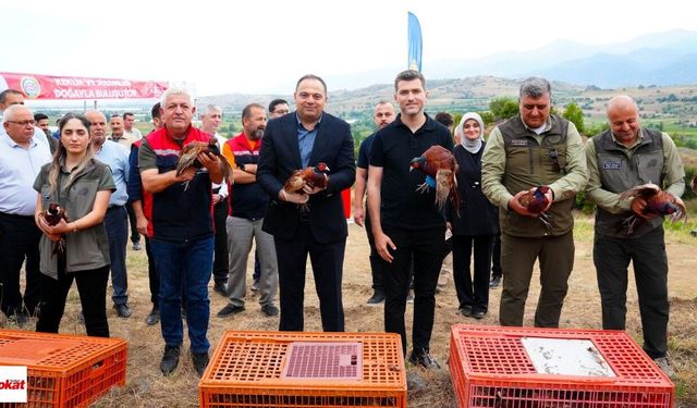Erbaa’da Bin 500 Keklik ve Sülün Kenelere Karşı Doğaya Salındı