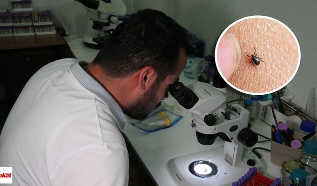 Kene tehlikesinde ezber bozan açıklama: Risk sanılandan çok daha geniş