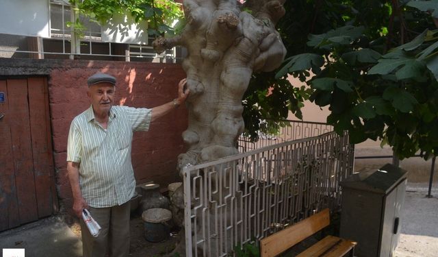 Niksar Değişti Onlar Birlikte Tanıklık Etti 90 Yıllık Bir Ömür 60 Yıllık Bir İncir İle Yaşlandı