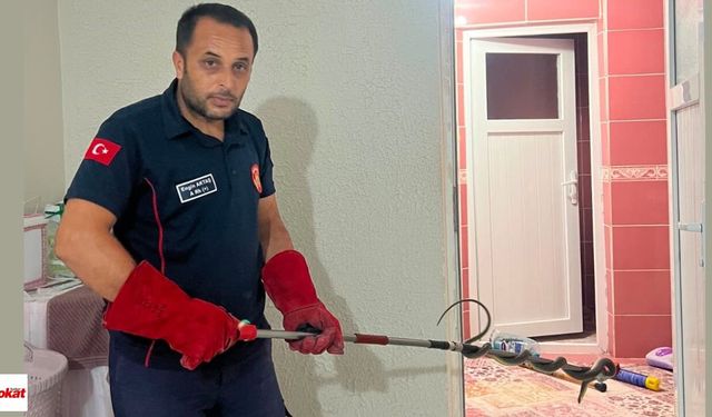 Niksar'da Müstakil Evde Korkutan Anlar Dev Yılan İtfaiyenin Operasyonuyla Yakalandı