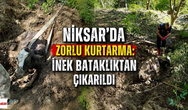 Niksar'da Zorlu Kurtarma: İnek Bataklıktan Çıkarıldı