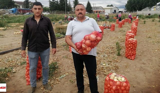 Niksarlı Üretici Konuştu: Verim Azaldı Ama Kazanç Korundu