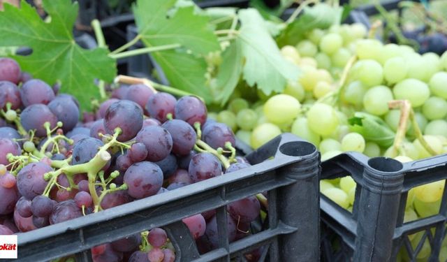 Tokat’ın Yerli Üzümleri Geri Dönüyor: TOGÜ Bağlarında İlk Hasat