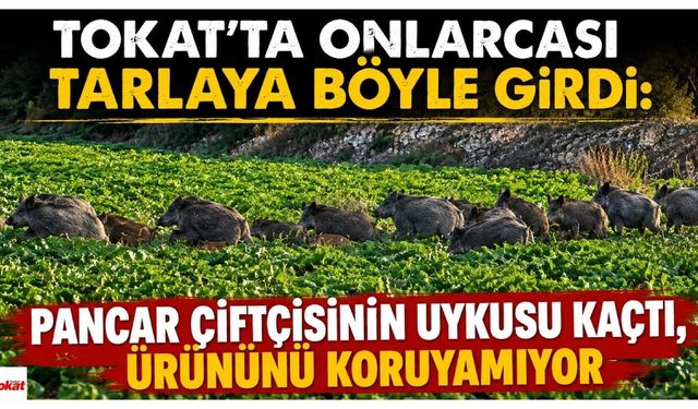 Tokat'ta Onlarcası Tarlaya Böyle Girdi: Pancar Çiftçisinin Uykusu Kaçtı, Ürününü Koruyamıyor