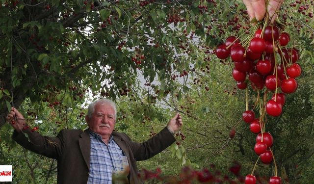 Tokat'ta Vişne Bereketi Yaşanıyor: Üretici Toplayacak İşçi Bulamıyor