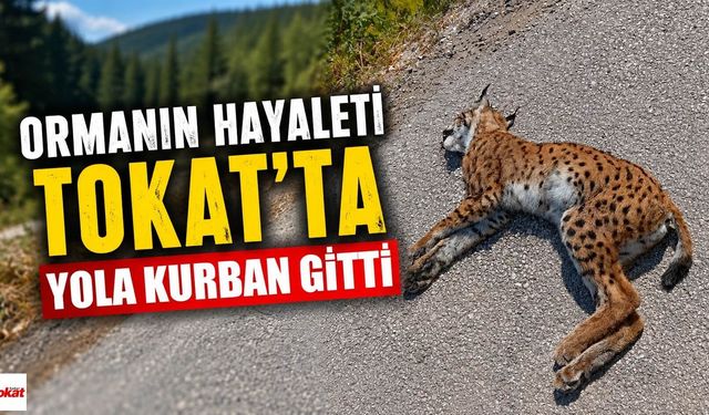 Ormanın Hayaleti Tokat'ta Yola Kurban Gitti