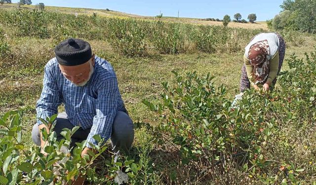 Emekli çiftin aronya bahçesi alternatif tarıma örnek oluyor