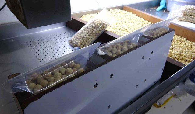 Fındıkta hasat sezonu tamamlandı; kırım, kavurma ve paketleme çalışmaları başladı