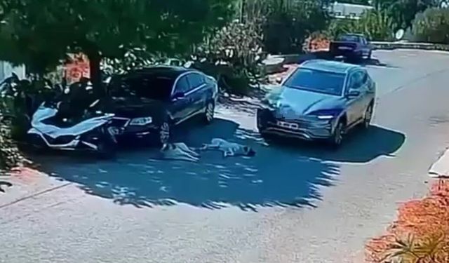 Otomobiliyle köpeklerin üzerinden geçti