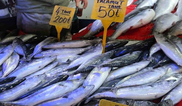 Palamut 50 liraya kadar düştü