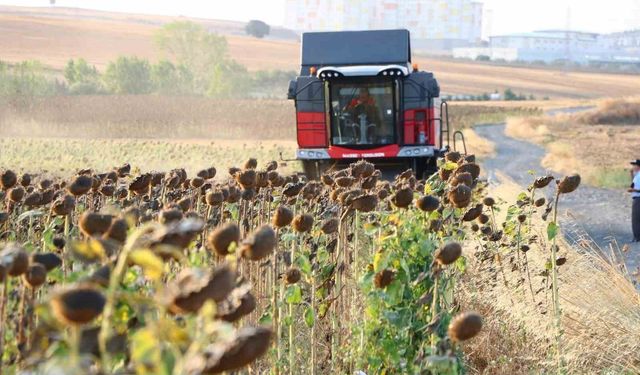 Yağlık ayçiçeği alım fiyatı açıklandı: Yüzde 17,2 artış, ton başına 34 bin lira