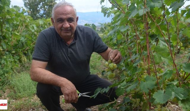 Bağda Rekolte Çöktü Gökçeli'de Üzüm Dalında Takıldı