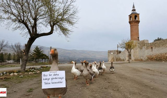 Çiçeklerini kazlardan korumak için bulduğu yöntem Zile’de yıllardır unutulmadı