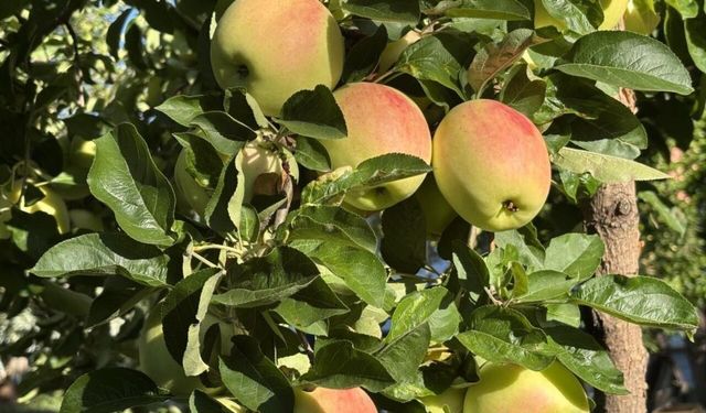 TOGÜ bilim insanlarının mercek altına aldığı elma şaşırtıyor: 6 ay taze kalabiliyor