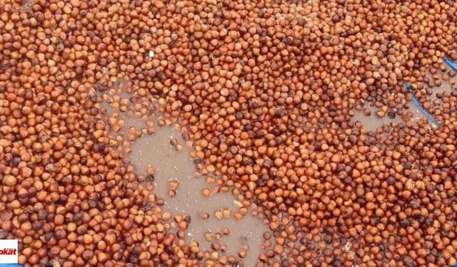 Fındık Hasadında Büyük Çile Dalda Kalan Toplanamadı Niksar’a Taşınan Fındık Sağanağa Yakalandı