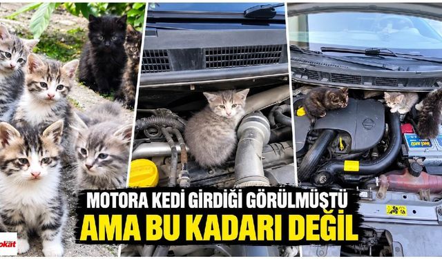 Motora Kedi Girdiği Görülmüştü Ama Bu Kadarı Değil
