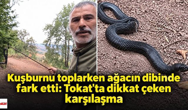 Kuşburnu toplarken ağacın dibinde fark etti: Tokat'ta dikkat çeken karşılaşma