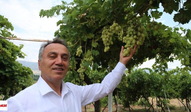 Narince’nin yanına 3 yeni isim geliyor: Tokat’ın yerel üzümleri çoğaltılacak