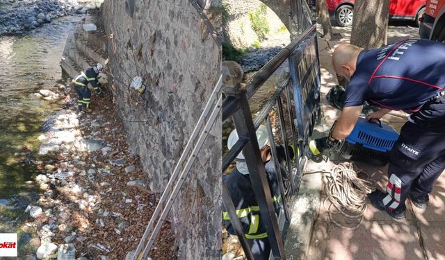 Niksar Çanakçı Deresinde Mahsur Kalan Yavru Kedi İçin İtfaiye Ekipleri Seferber Oldu