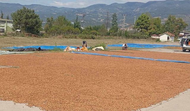 Tokat'ın Küçük Antalya'sına Göç Başladı Fındığını Yüklenen Geliyor  Bulduğu Yere Seriyor Özellikle Ordu'dan Geliyorlar