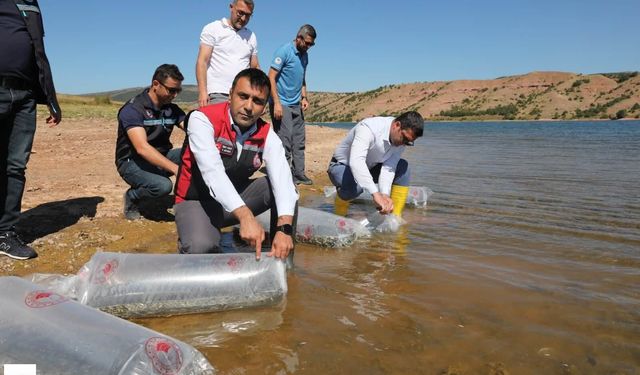 Tokat’ın sularına 731 bin 500 yavru balık bırakıldı
