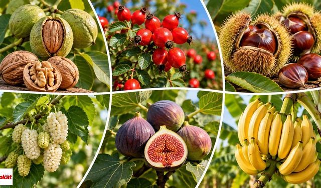 Tokatlı Üreticiyi de İlgilendiriyor: Cevizden Kuşburnuna, Dutundan Kestaneye! 16 Ürüne Don Güvencesi Geliyor