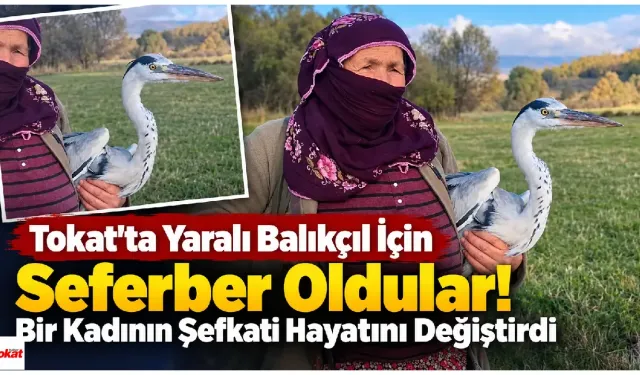 Tokat’ta Yaralı Balıkçıl İçin Seferber Oldular! Bir Kadının Şefkati Hayatını Değiştirdi