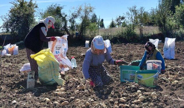 Tokat’ın Beyaz Altını Topraktan Çıkıyor! Türkiye’nin Dört Bir Yanına Gönderiliyor