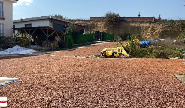 Erbaalı Fındık Üreticisinin Zorlu Mücadelesi: Yağmur Bastırmadan Fındık Kurutma Telaşı!