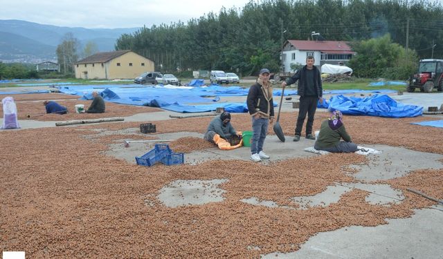 Fındıkçılar Yağmurdan Kaçtı, Niksar’da Yağmura Yakalandı